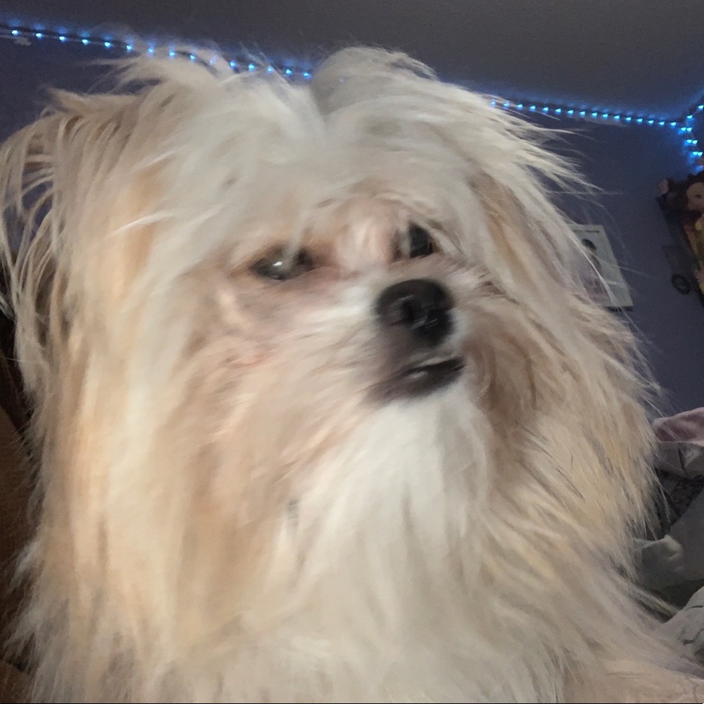 Meet your Posher, Kayla